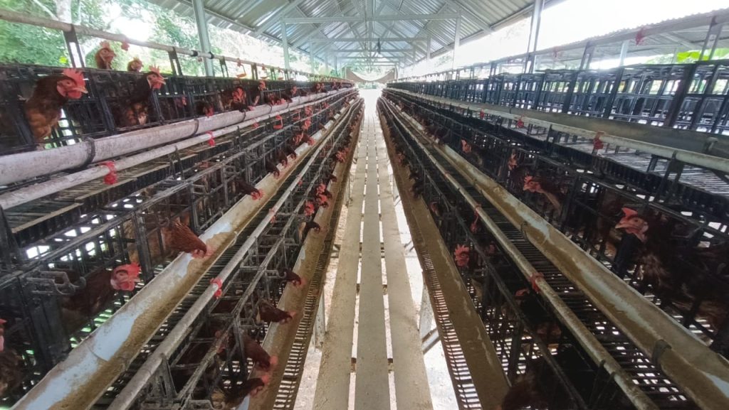 Jasa pancang kandang ternak